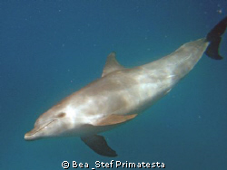 "Smiling Dolphin", (Tursiops truncatus) by Bea & Stef Primatesta 